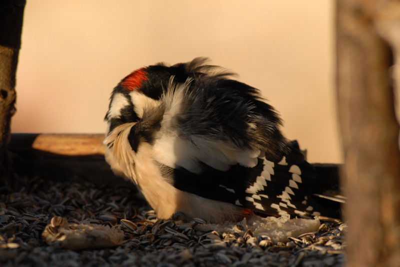 Sonnellino